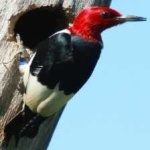 image of red_headed_woodpecker #11