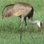 image of bird