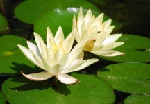 image of flower