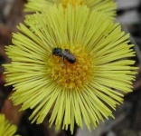 image of flower
