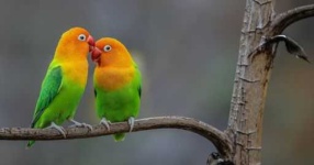 image of lovebird