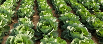 image of cabbage #10