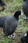 image of american_coot