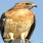 image of bird