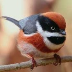 image of bird