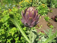 image of artichoke #10