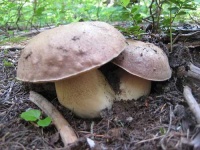 image of bolete #2