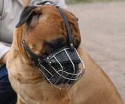 image of muzzle