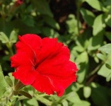 image of flower