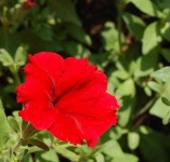 image of petunia #2