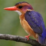 image of bird