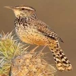 image of bird