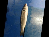 image of fish