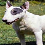 image of animal