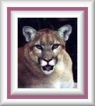 image of cougar_face