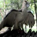 image of bird