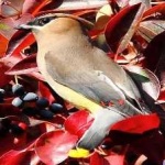 image of bird