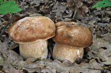 image of mushrooms