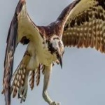 image of bird