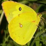 image of animal
