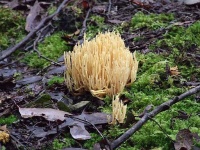 image of coral_fungus