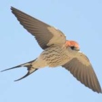 image of bird