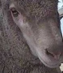 image of animal