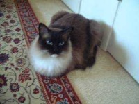image of animal