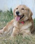 image of golden_retriever