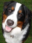 image of bernese_mountain_dog #2