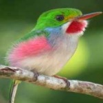 image of bird