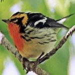 image of bird