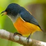 image of bird