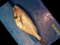 image of fish