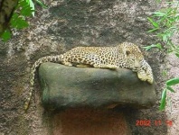 image of leopard
