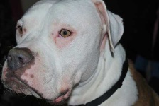 image of american_bulldog #2