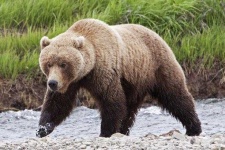 image of animal
