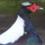 image of bird