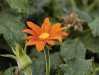 image of flower