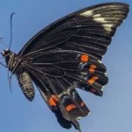 image of animal