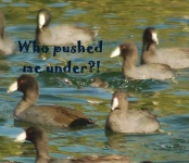image of american_coot