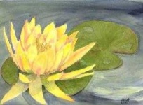 image of water_lilly