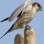 image of bird