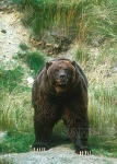 image of brown_bear