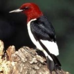 image of red_headed_woodpecker #22