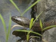 image of water_snake