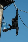 image of siamang