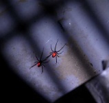image of black_widow