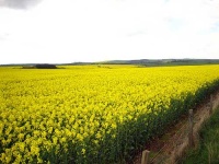 image of rapeseed