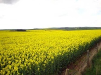 image of rapeseed #4